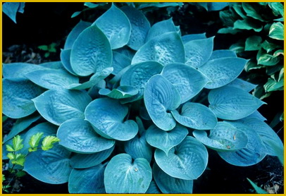Hosta-Prairie Sky