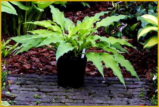 Hosta-Sahara-nights