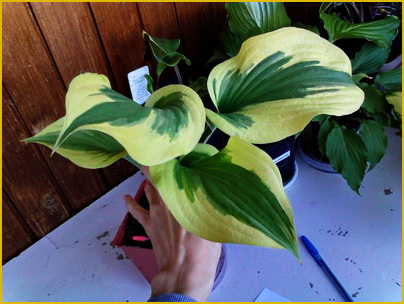 Hosta-Silk-Road