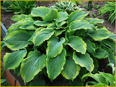 16Hosta-Spartacus 16Hosta-Spartacus