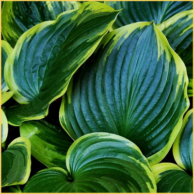 Hosta-Tropicana Hosta-Tropicana