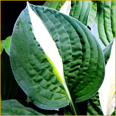 Hosta-Whirly-Pop
