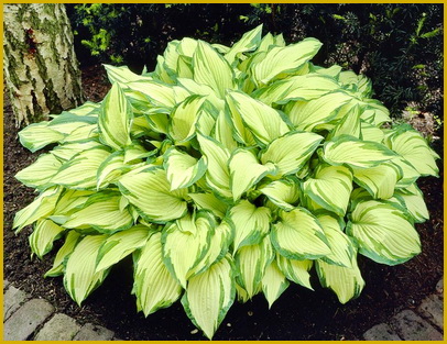 Hosta-fortunei-Albopicta Hosta-fortunei-Albopicta