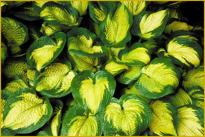 Hosta-paradigm