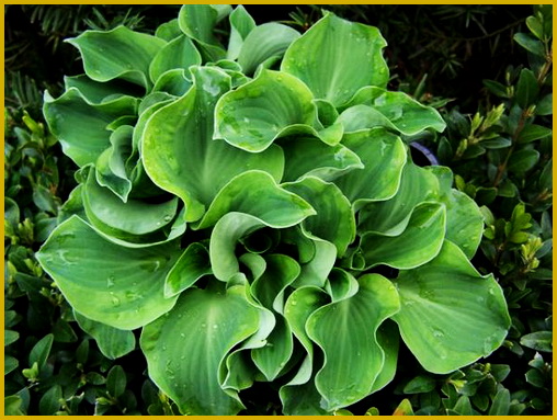 Hosta