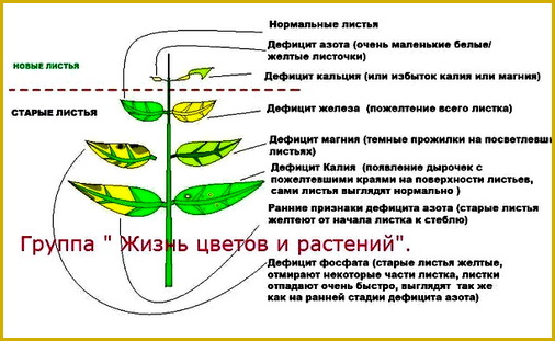 Признаки влияния микроэлементов на розы