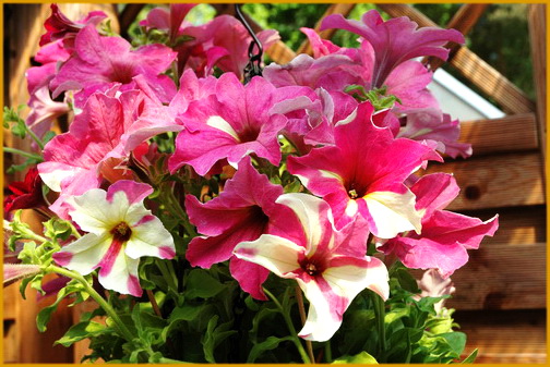 Sophistica-Lime-Bicolor