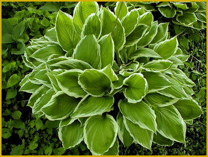 Undulata-Albomarginata-hosta
