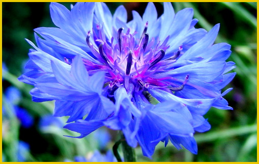 VasilekCentaurea