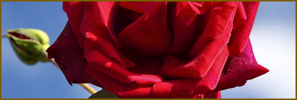 Роза Crimson Glory Роза Crimson Glory