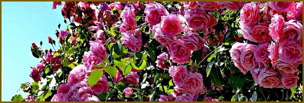 Роза Coral Dawn Роза Coral Dawn