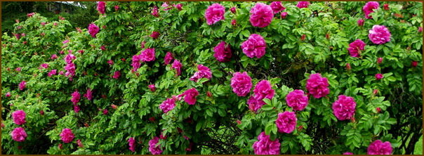 Роза морщинистая, или Р. ругоза (Rosa rugosa)