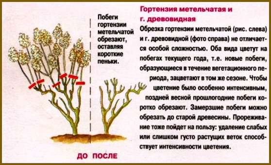 Как провести радикальную обрезку гортензии