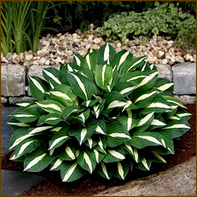Hosta-White-Bikini
