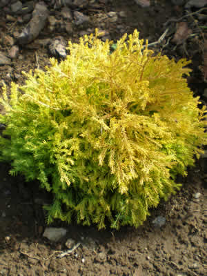 Туя западная ‘Рейнголд’ Thuja occidentalis ‘Rheingold’ Туя западная ‘Рейнголд’ Thuja occidentalis ‘Rheingold’