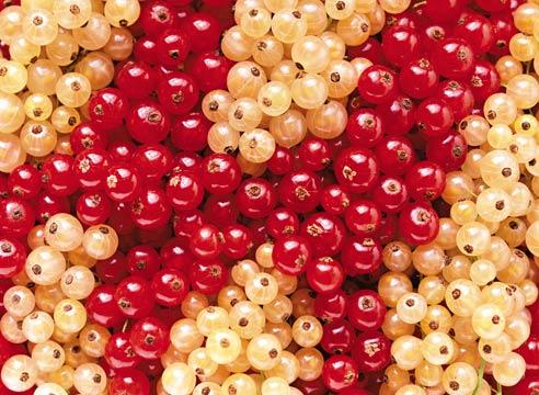 Красная и белая смородина Красная и белая смородина