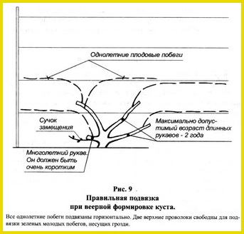 Подвязка виноградной лозы
