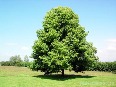 Липа мелколистная, фото, описание, условия выращивания, уход Липа мелколистная, фото, описание, условия выращивания, уход