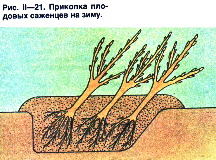 Прикоп на зиму