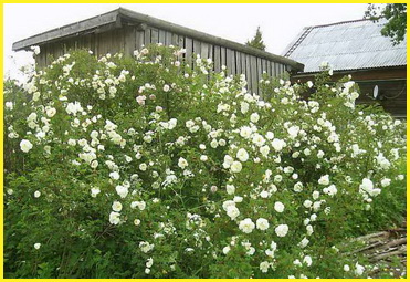 Rosa pimpinellifolia 'plena' махровая форма