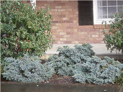 Можжевельник чешуйчатый ‘Блю Стар’ Juniperus squamata ‘Blue Star’ Можжевельник чешуйчатый ‘Блю Стар’ Juniperus squamata ‘Blue Star’
