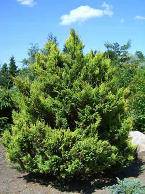 Туя западная ‘Аурео-спиката’ Thuja occidentalis ‘Aureo-spicata’ Туя западная ‘Аурео-спиката’ Thuja occidentalis ‘Aureo-spicata’
