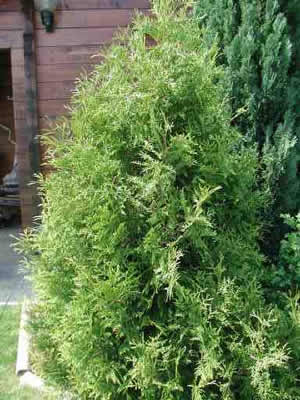 Можжевельник распростертый ‘Глаука’ Juniperus horizontalis ‘Glauca’ Можжевельник распростертый ‘Глаука’ Juniperus horizontalis ‘Glauca’