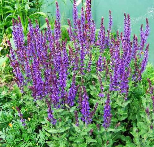 Шалфей в дизайне сада, фото, сорта, посадка, выращивание, уход Шалфей в дизайне сада, фото, сорта, посадка, выращивание, уход
