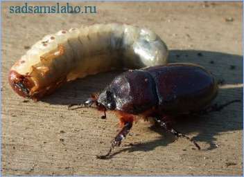 майский жук