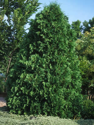 Туя западная ‘Ботии’ Thuja occidentalis ‘Boothii’ Туя западная ‘Ботии’ Thuja occidentalis ‘Boothii’