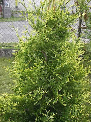 Туя западная ‘Аурео-спиката’ Thuja occidentalis ‘Aureo-spicata’