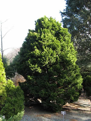 Туя западная  Thuja occidentalis