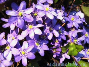 Печёночница благородная (Hepatica nobilis)