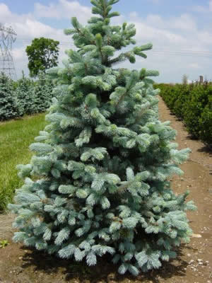 Ель колючая Picea pungens