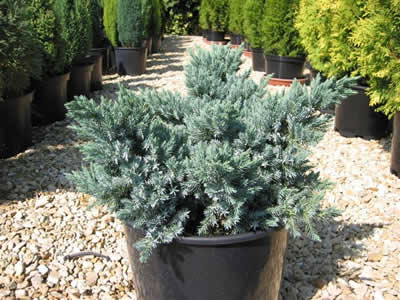 Можжевельник чешуйчатый ‘Блю Стар’ Juniperus squamata ‘Blue Star’" 