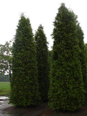 Туя западная  Thuja occidentalis