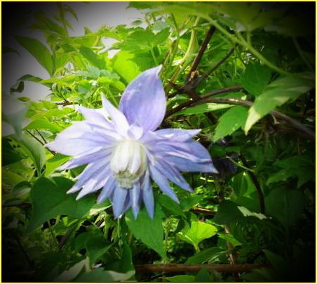 Княжник сибирский (Atragene sibirica), описание, фото, сорта, условия выращивания, применение Княжник сибирский (Atragene sibirica), описание, фото, сорта, условия выращивания, применение