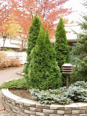 Туя западная ‘Ботии’ Thuja occidentalis ‘Boothii’