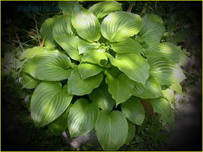 Хоста подорожниковая (Hosta plantaginea), описание, фото, условия выращивания, применение