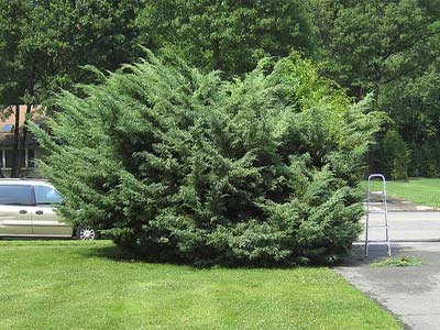 Можжевельник китайский ‘Хетции’ Juniperus chinensis ‘Hetzii’ Можжевельник китайский ‘Хетции’ Juniperus chinensis ‘Hetzii’