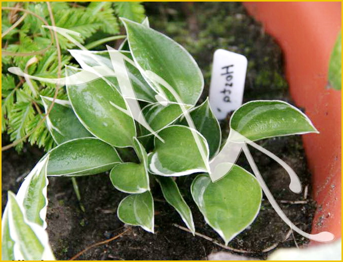 хоста DewDrop