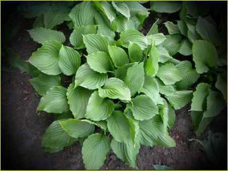 Хоста вздутая (Hosta ventricosa), описание, фото, условия выращивания Хоста вздутая (Hosta ventricosa), описание, фото, условия выращивания