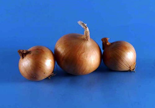 Лук Лук