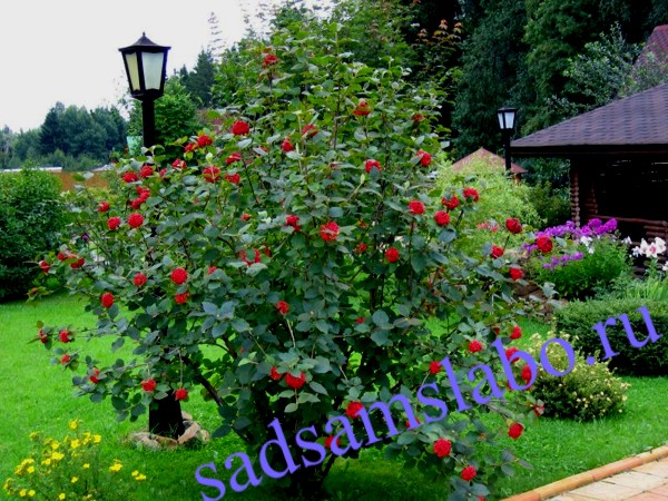 Калина гордовина Калина гордовина