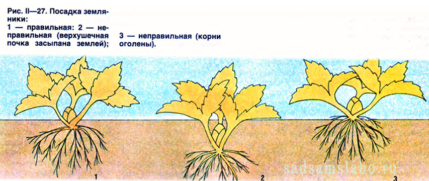 Посадка земляники
