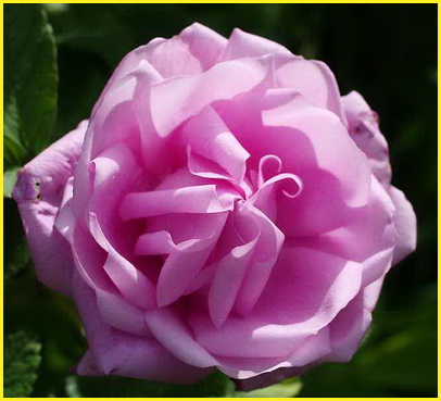 Wasagaming шраб, Hybrid Rugosa