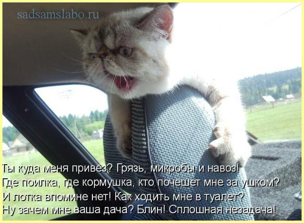 Фото приколы