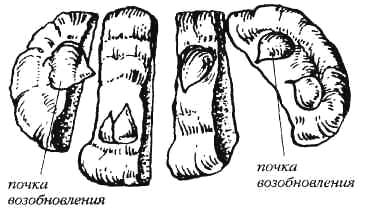 Деление клубнелуковицы гладиолуса