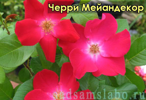 Черри Мейандекор