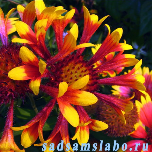  Гайлардия (Gaillardia), описание, сорта, фото, условия выращивания, уход, болезни и вредители, применение 